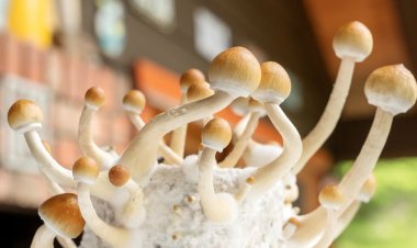 Magic mushroom compound psilocybin can help treat depression, study finds