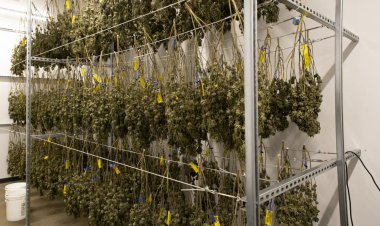 Missouri voters look likely to legalize recreational marijuana