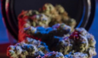 New Mexico's cannabis regulators look to learn from Colorado's compliance expertise