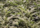Here's what happens when Missouri's Amendment 3 goes into effect Thursday