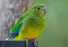 Planned wind farm told it will need to shut down for five months a year to protect parrots