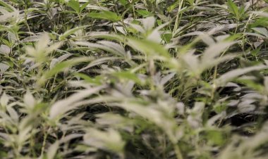 Here's what happens when Missouri's Amendment 3 goes into effect Thursday