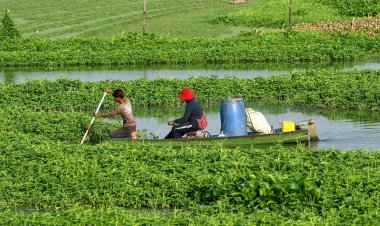 Hit by climate change, farmers in Cambodia are risking everything on microfinance loans