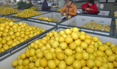 China turns to lemons, peaches and traditional medicine in wake of Covid wave
