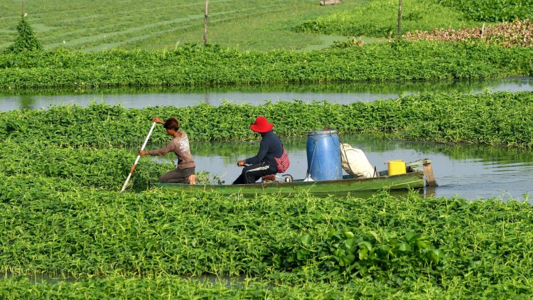 Hit by climate change, farmers in Cambodia are risking everything on microfinance loans