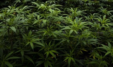 Some recreational cannabis sales will start early in Missouri