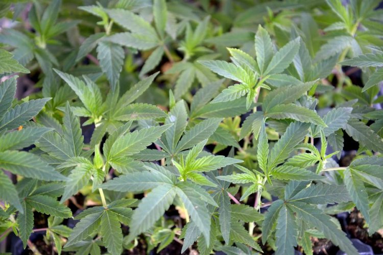 Cannabis dispensary, licensed under city's diversity program, in jeopardy following appeal of permit