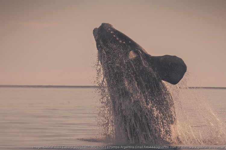 Outside Voices: Saving the right whale requires immediate action