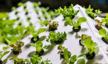 Lettuce farm that supplies leafy greens to Costco listed for $4.3 million