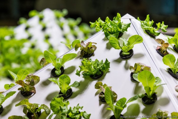 Lettuce farm that supplies leafy greens to Costco listed for $4.3 million